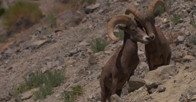 Nature: Big horn sheep