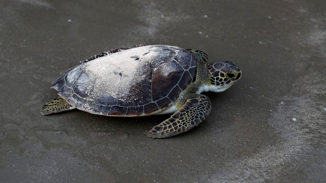 APTOPIX Harvey Sea Turtles Funeral 
