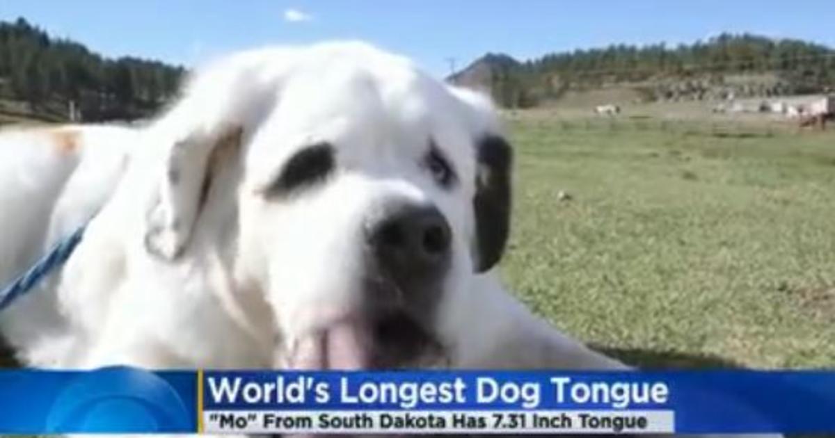 World's Longest Dog Tongue Is In South Dakota - CBS Los Angeles