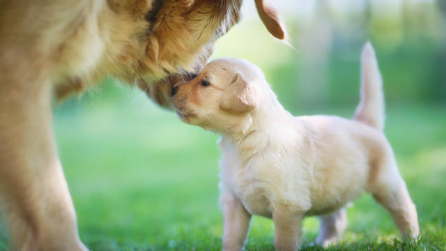 dog-puppy-istockphoto-1412446-640x360.jpg 