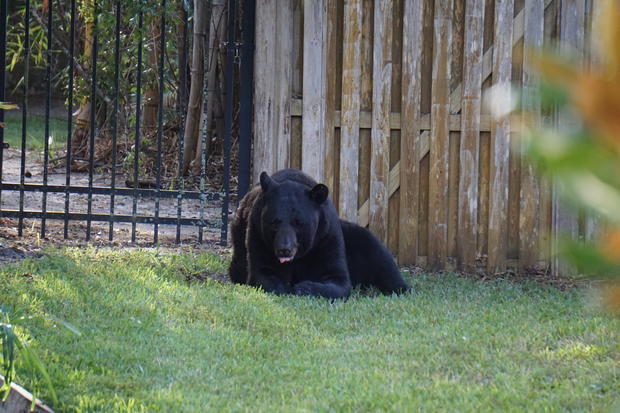 Backyard Bear 