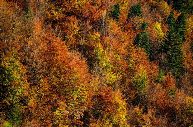 Autumn coloured leaves are pictured in the western Austrian village of Gnadenwald 