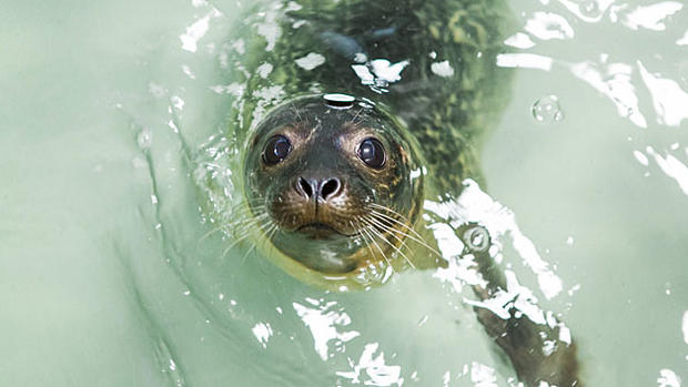 giseal bundchen harbor seal release 