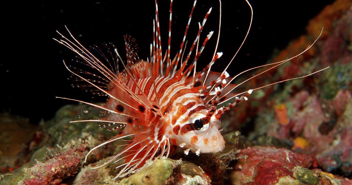 15 creatures that could disappear with the Great Barrier Reef