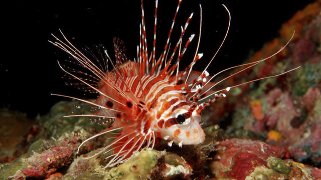 Spotfin lionfish, Pterois antennata, Philippinen, Bohol Sea, Pacific Ocean, Panglao Island, Bohol 