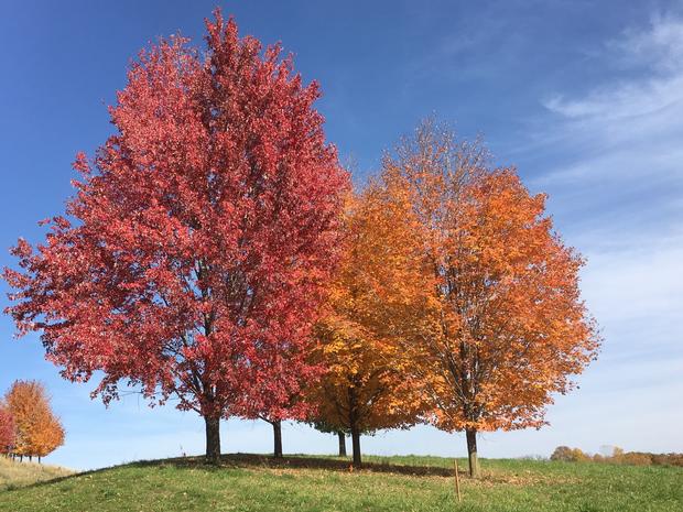 fall-colors-arboretum.jpg 