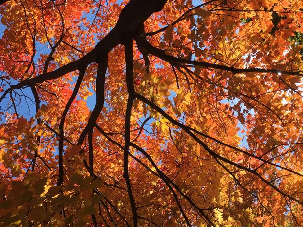 fall-colors-john-sonnek.jpg 