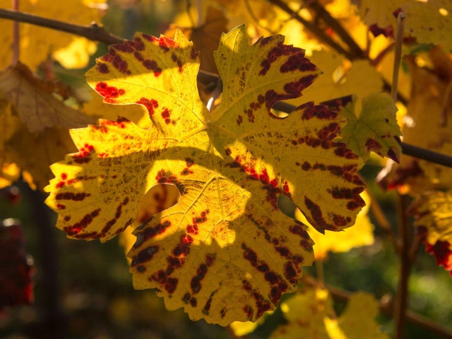 FRANCE-WEATHER-FEATURE 