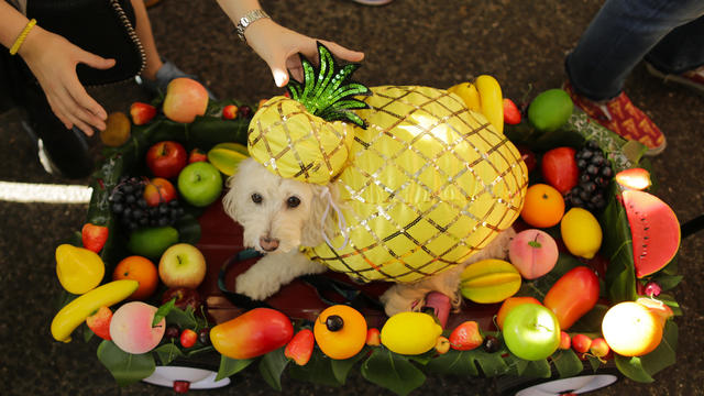 Costumed Pooches Prance In Annual Halloween Dog Parade In New York City 