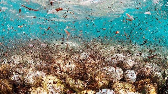 arctic-plastic-floating-microplastics.jpg 