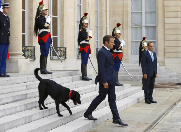 France Macron's Dog 