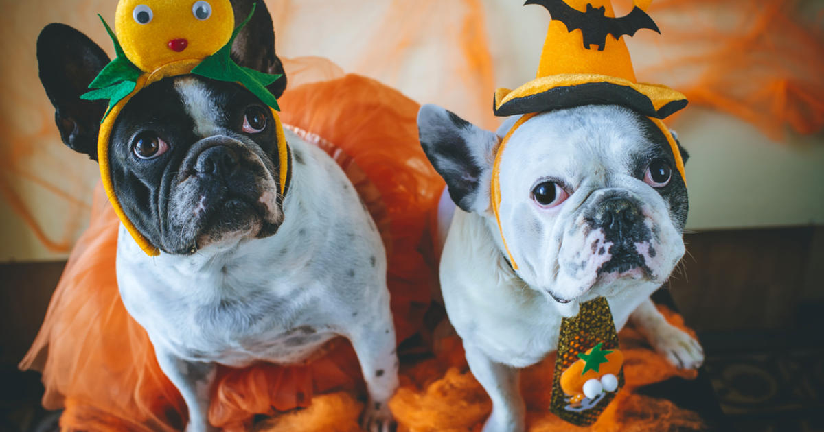 Spook-Free Halloween Safety Tips For Your Pets