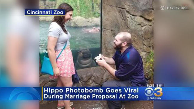 cincinnati-zoo-proposal.jpg 
