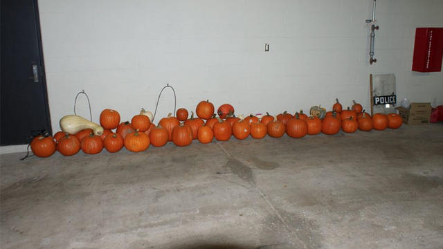 stolen-pumpkins.jpg 