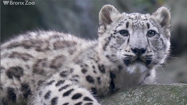 Ghost cat/snow leopard 