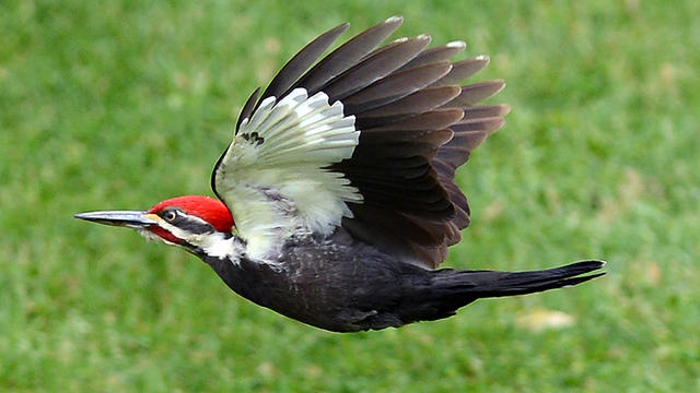 pileated-woodpecker.jpg 