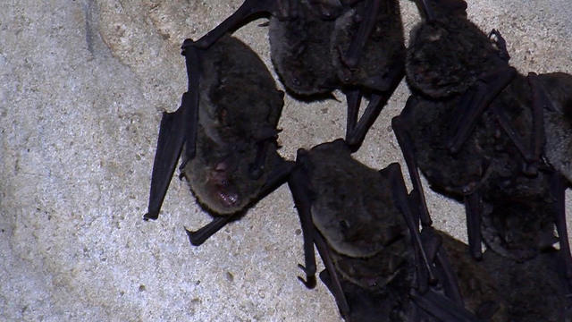 1028-sunmo-nature-bats-1429474-640x360.jpg 