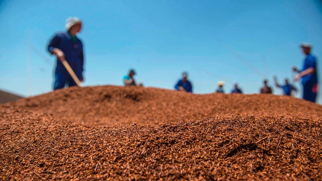 Workers at a Skimmelberg Rooibos tea farm grade and treat Rooibos tea leaves before packaging on Feb. 27, 2017, in Clanwilliam, South Africa. 
