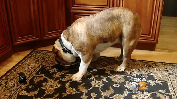 dog-food-bowl 