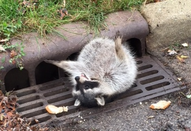 Overweight Stuck Raccoon 
