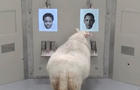 A picture taken from undated video shows a sheep approaching a photo of Barack Obama during a Cambridge University experiment, in Cambridge 