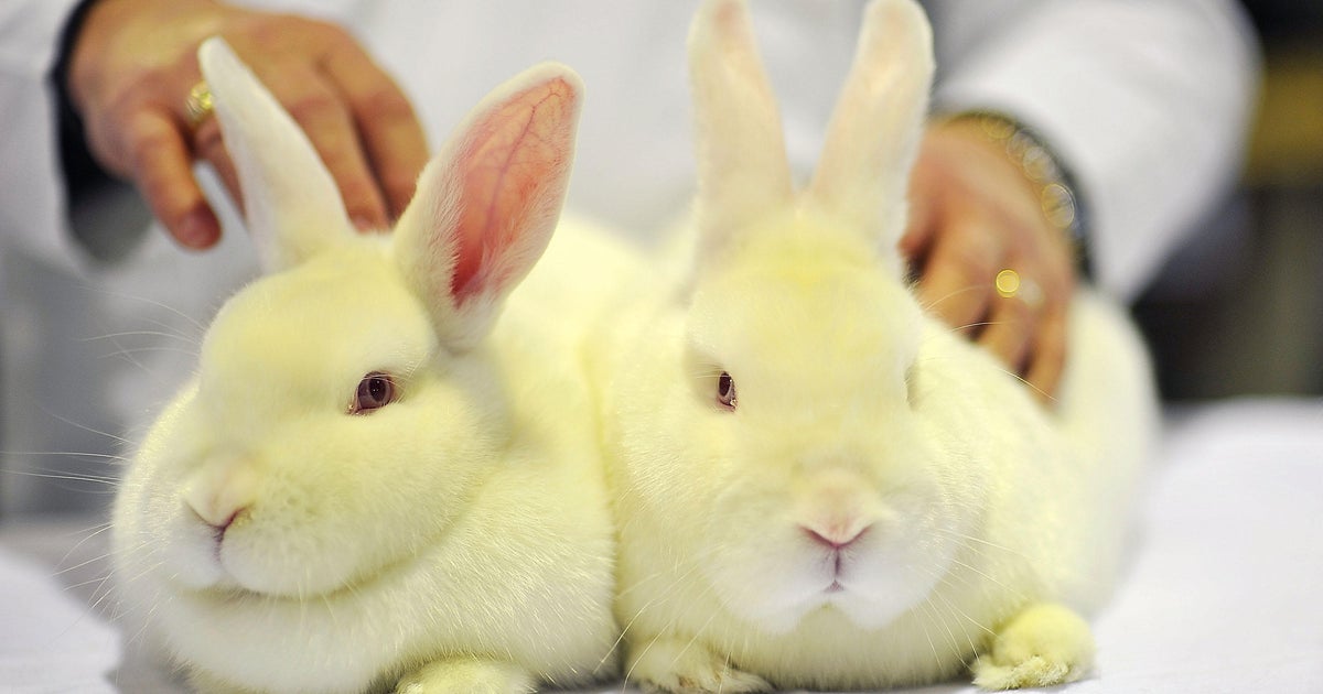 Poland urges citizens to reproduce like rabbits to beat low birth rate ...