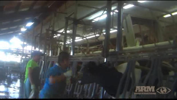 Larson Dairy Farm - Animal Abuse 