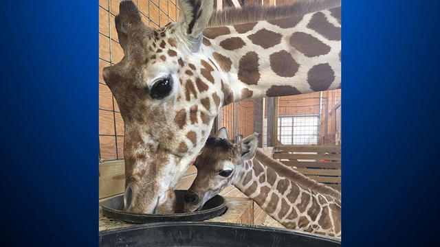 april-the-giraffe-calf1.jpg 