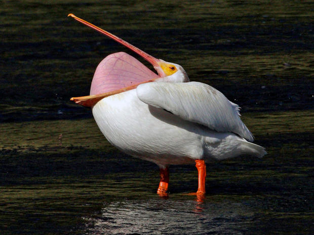 white-pelican-inverting-its-mouth-pouch-marcy-starnes.jpg 