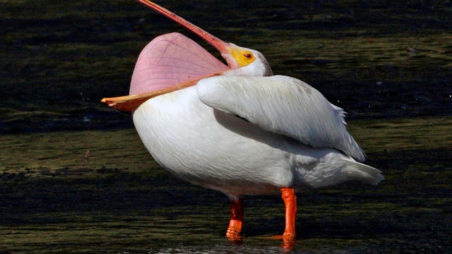 white-pelican-inverting-its-mouth-pouch-marcy-starnes.jpg 