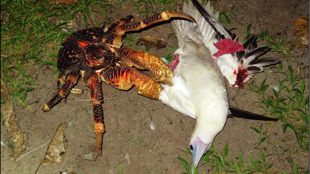 Coconut Crab Kills Sea Bird 