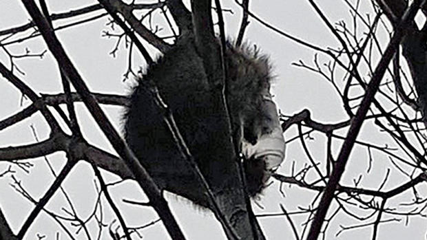 raccoon stuck in tree with jar on head 