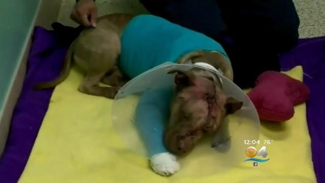 ollie-pit-bull-stabbed-2017-11-15.jpg 