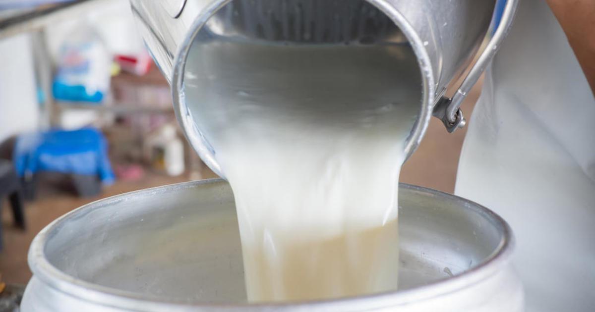 Maine CDC on X: Raw milk and products made with raw milk can cause mild or  even severe illness. Raw milk has not been pasteurized, which is the  process that kills disease-causing