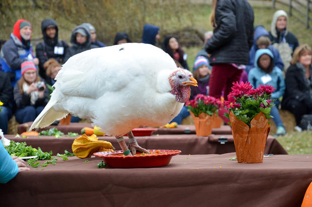 Farm Sanctuary's 'Celebration for the Turkeys' 