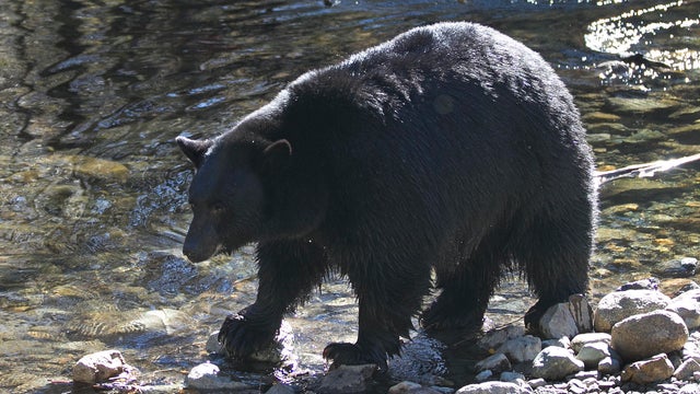 Black Bear Comeback Nevada 