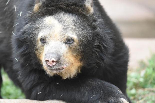 rosie andean bear 3 (via cheyenne mtn zoo) 