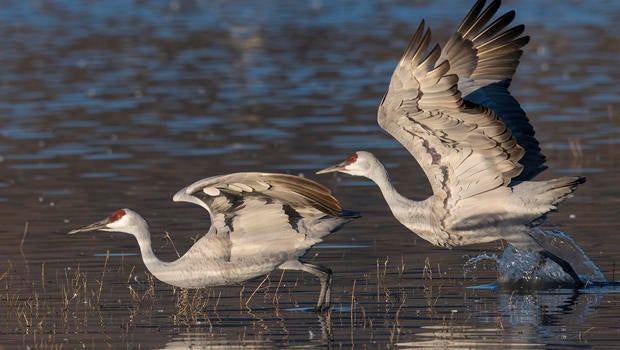 sandhill-cranes-taking-off-verne-lehmberg-620.jpg 