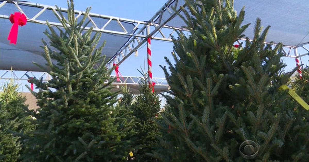 Christmas tree shortage causes price hike CBS News
