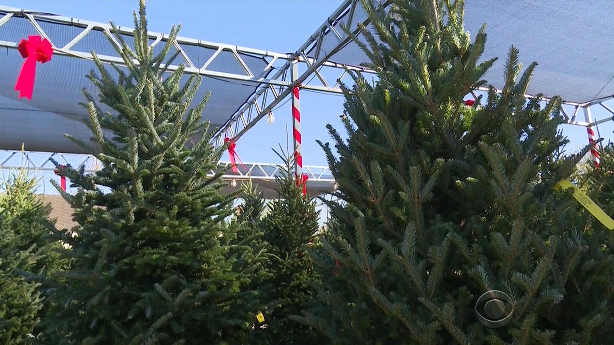 Christmas tree shortage's roots go back to 2008 financial crisis CBS News