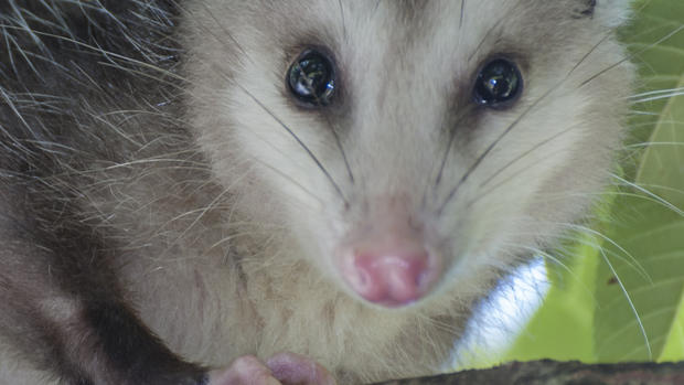 Close up of an Opossum in a tree 