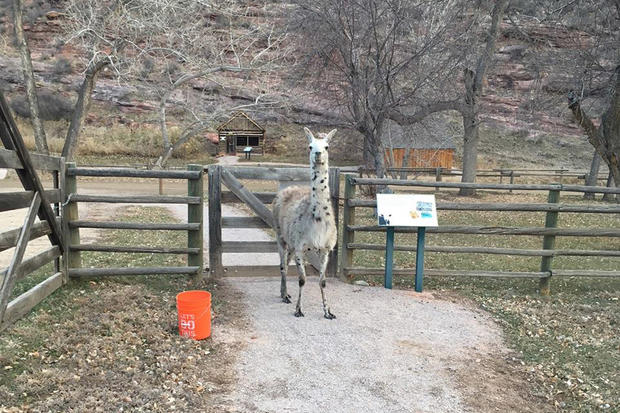 Llama caught from FoCo Natural areas Facebook 