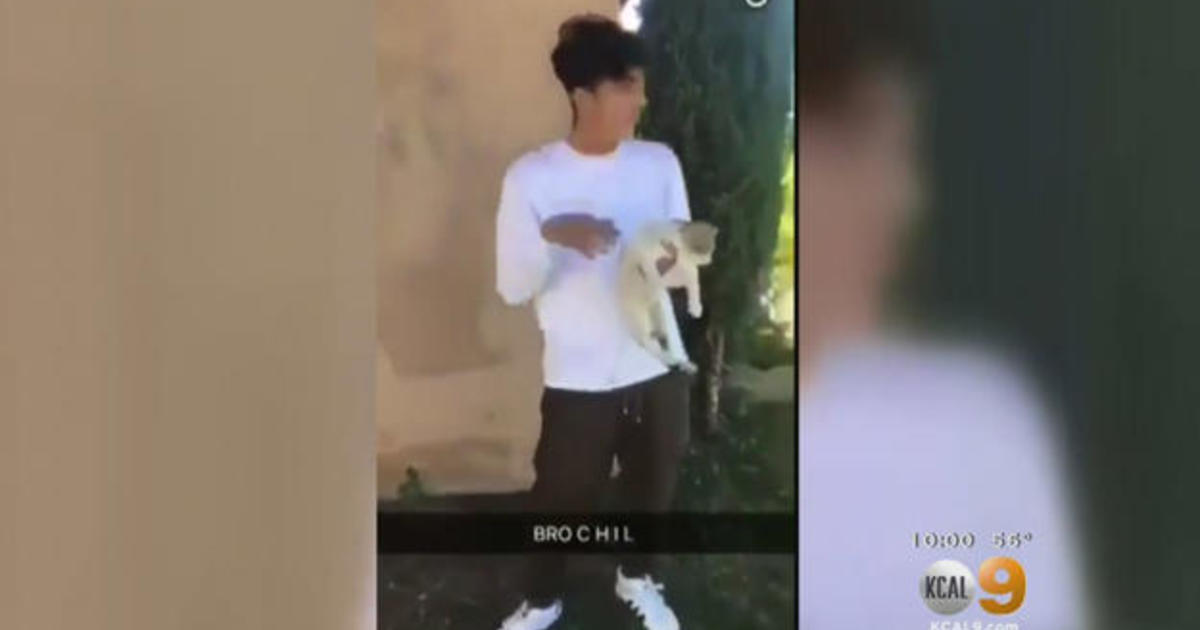 Police investigate after disturbing viral video depicts animal abuse - CBS  News