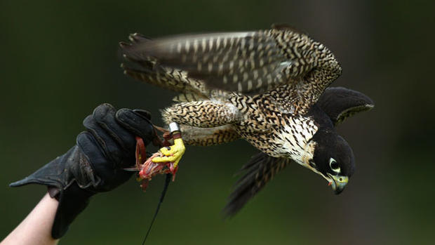 peregrine-falcon 