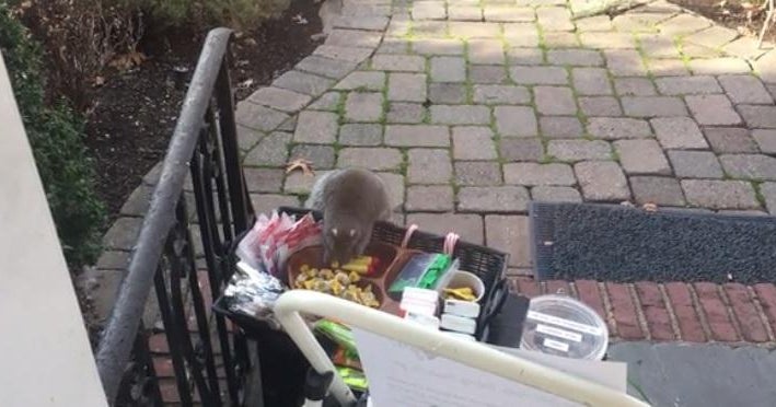 Fat squirrel steals chocolate, lip balm left for delivery people CBS News