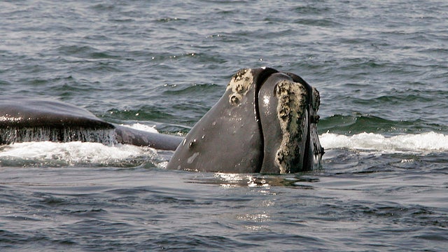Right Whale Deaths 