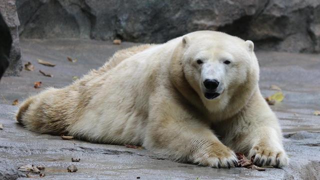 polar-bear.jpg 