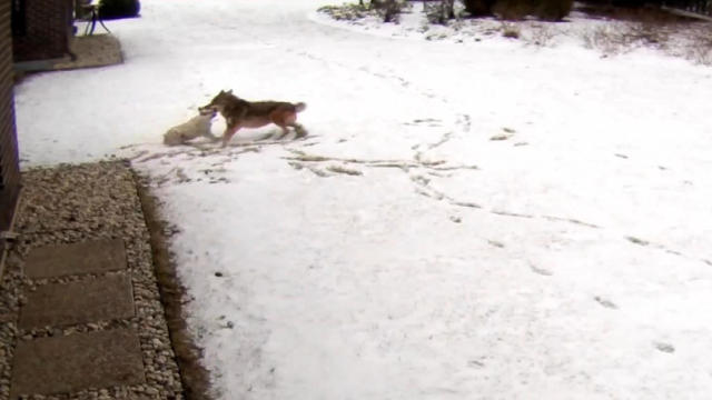 1215-newspath-coyoteattack-1463217-640x360.jpg 
