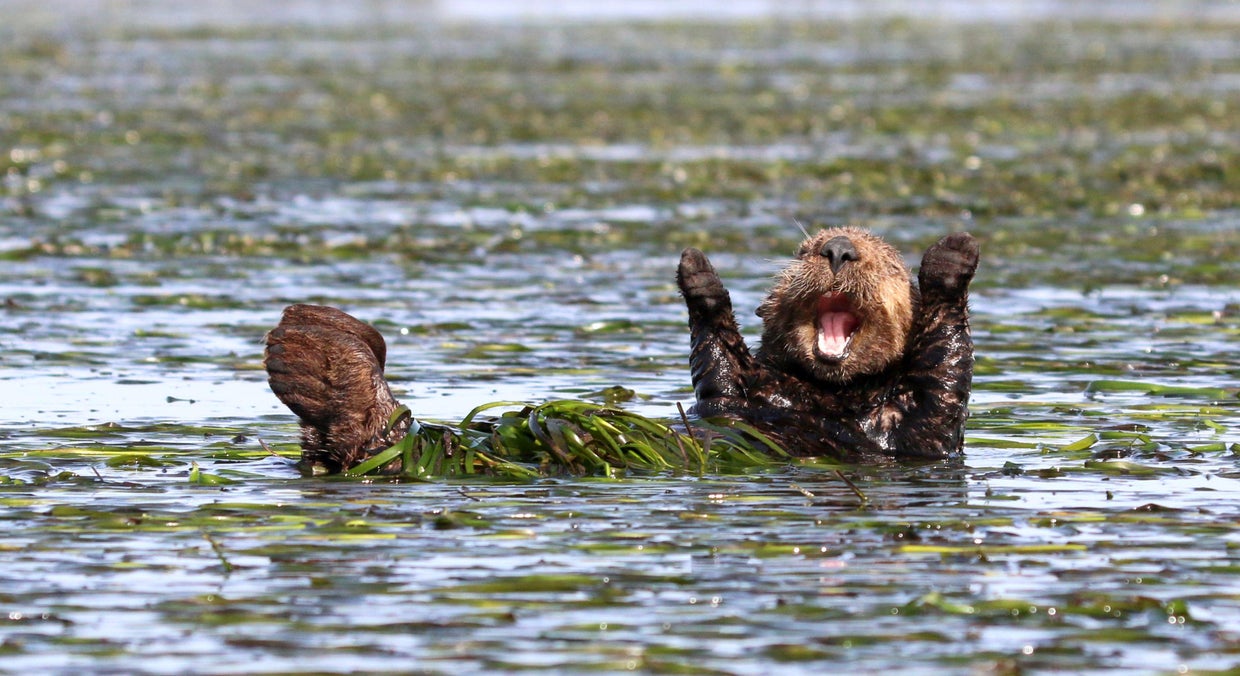 penny-palmer-cheering-sea-otter-00002018.jpg 
