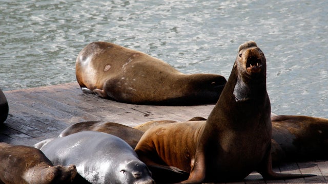 San Francisco Sea Lions Become A Favorite Local Attraction 